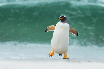 Fototapete Pinguin Eselspinguin in den Wellen Falklandinseln  © giedriius