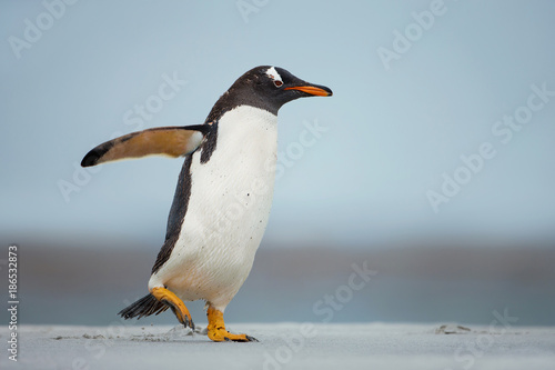 Gentoo penguin walking on a sandy beach with the wings up, Falkland Islands.