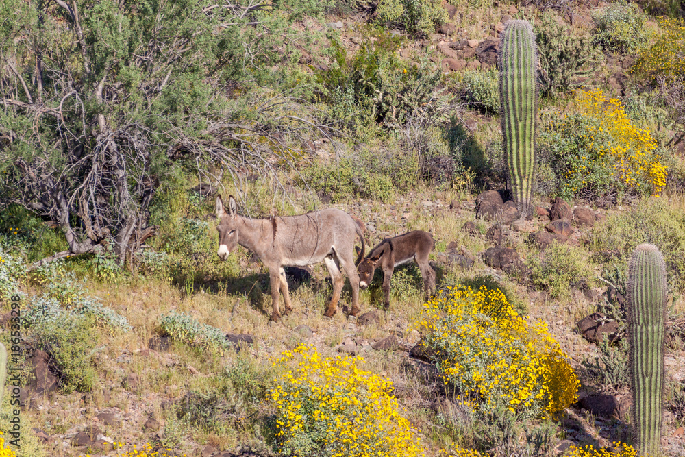 Wild Burros in the Arizona Desert in Spring Wild Burros in the Arizona Desert in Spring