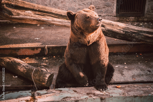 A brown bear (Ursus arctos) sits in zoo. Big Brown Bear sitting on wooden floor. Brown bear sitting about stone wall. Brown bear sitting on a wood in a gorgious pose and thinking.