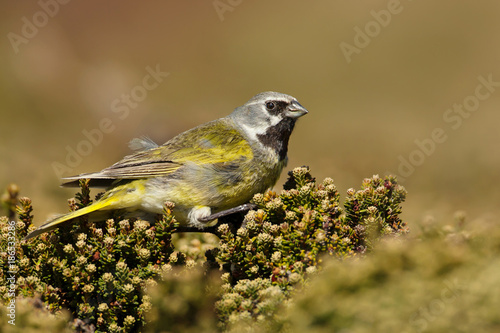 White-bridled finch perching on a bush in summer, Falkland Islands. photo