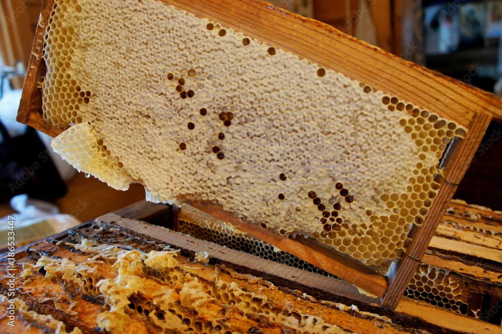 Beekeeper holding a frame of honeycomb. Honeycombs in wooden frame with full cells of honey sealed with wax on table. Honey in frame for texture design. Pattern of section of wax honey frame. Beekeeper holding a frame of honeycomb. Honeycombs in wooden frame with full cells of honey sealed with wax on table. Honey in frame for texture design. Pattern of section of wax honey frame.