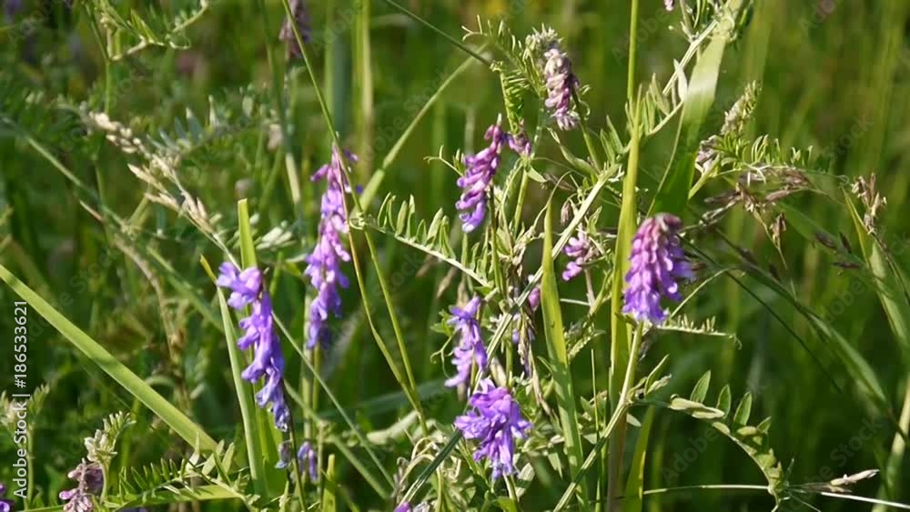 Vetch flowers close up in the summer field. Vetch flowers close up in the summer field.