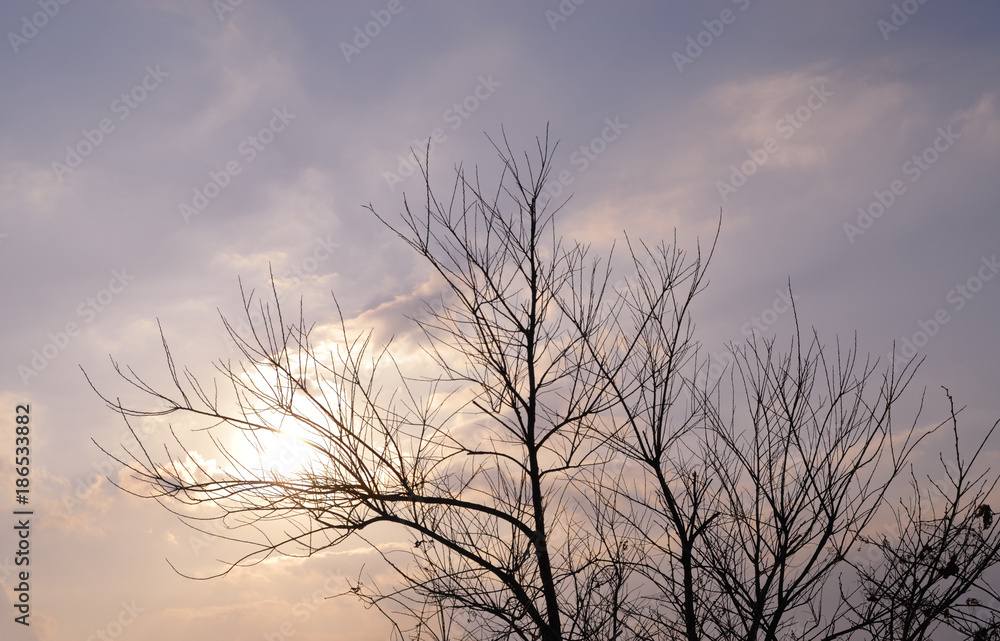 冬 木 夕暮れ 素材 冬 木 夕暮れ 素材