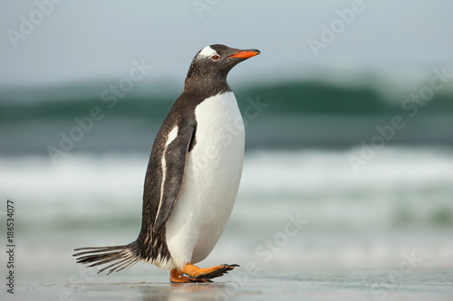 Gentoo penguin walking on a sandy ocean shoreline  Falkland Islands.