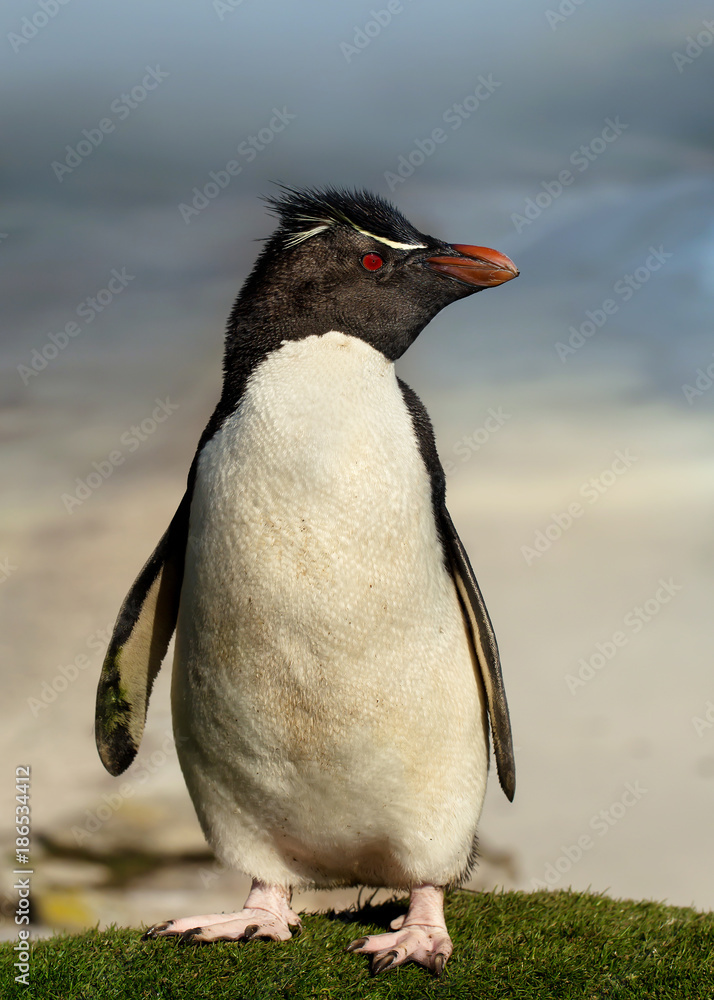 Fototapeta premium Close up of Southern rockhopper penguin standing on grass, Falkland Islands.