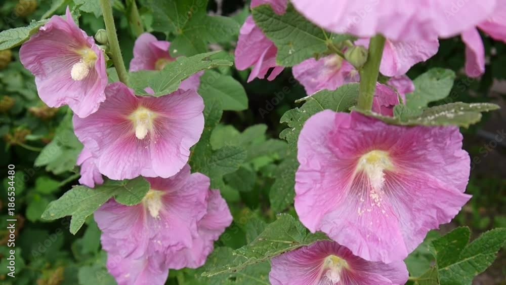 Blooming Hollyhocks Alcea in summer Blooming Hollyhocks Alcea in summer