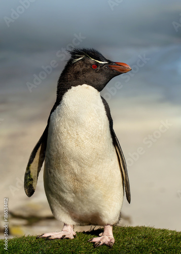 Close up of Southern rockhopper penguin standing on grass, Falkland Islands.