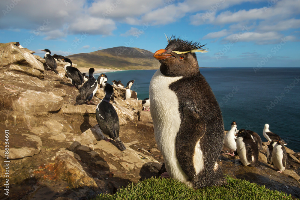 Obraz premium Zamyka up południowa rockhopper pingwinu pozycja na trawie, Falklandy.