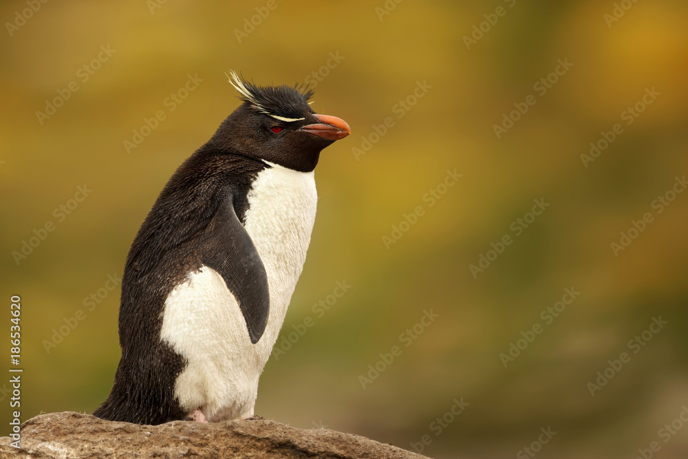 Obraz premium Close up of Southern rockhopper penguin standing on a rock, Falkland Islands.
