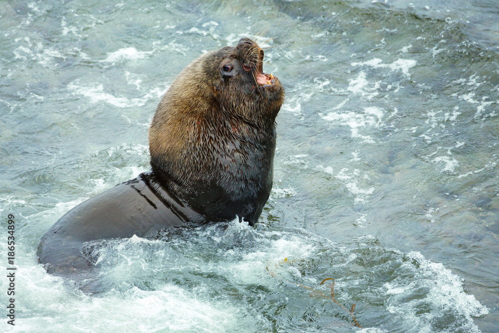 Fototapeta premium Large sea lion male roaring on the coast of Atlantic ocean by the shores of Falkland Islands.
