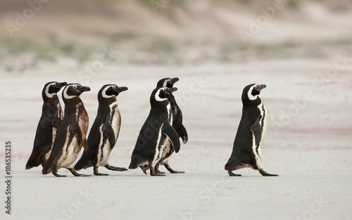Magellanic penguins heading out to sea for fishing on a sandy beach, Falkland Islands.