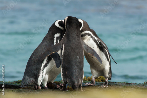 Group of Magellanic penguins gather together on the rocky coast, Falkland Islands.