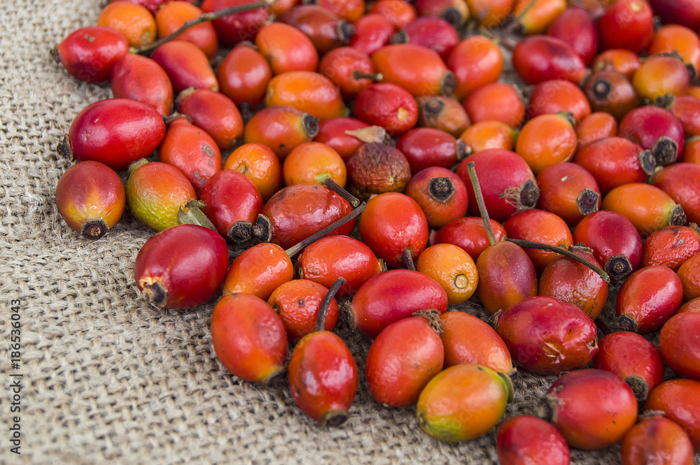 a handful of rosehip plants, rosehip collect,
a handful of rosehip plants, rosehip collect,