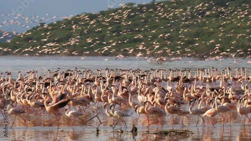 a flock of pink flamingos taking flight at lake bogoria, kenya