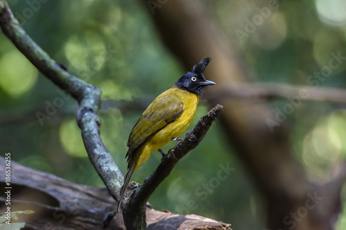 The black-crested bulbul perched on tree branch with green Bokeh background