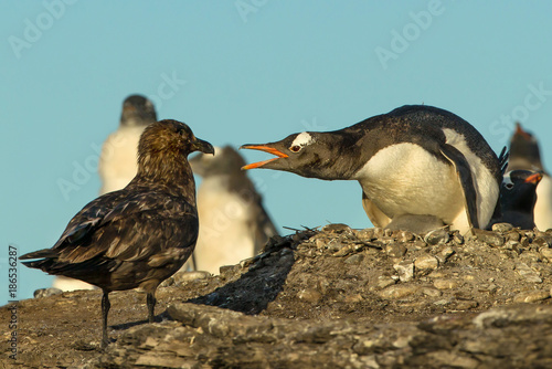 Falkland Skua attacking Gentoo penguin and a chick, Falkland Islands.