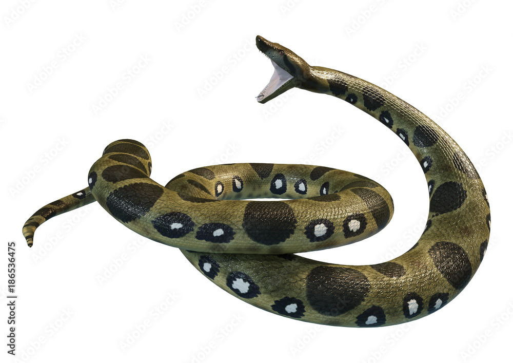 Naklejka premium 3D Rendering Green Anaconda on White