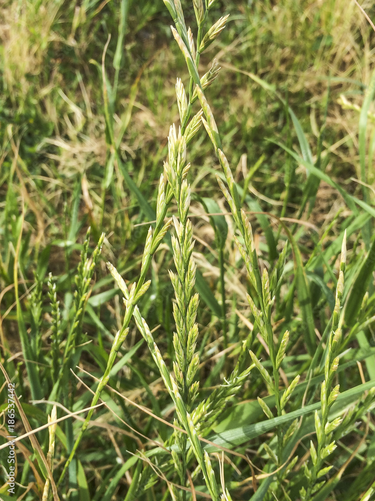 Couch grass, wildrye or wheatgrass Couch grass, wildrye or wheatgrass