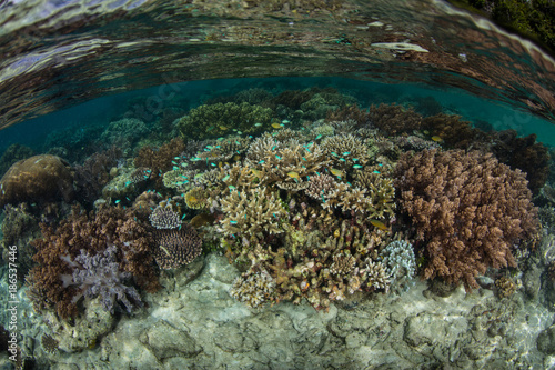 Fototapeta Naklejka Na Ścianę i Meble -  Shallow, Healthy Coral Reef in Raja Ampat