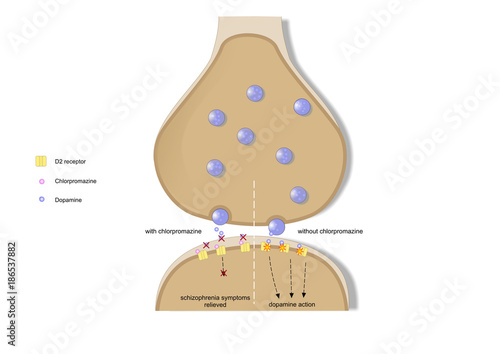 Mechanism Of Action Of Chlorpromazine An Antipsychotic Drug Used To Relieve Symptoms Of Schizophrenia Stock Illustration Adobe Stock