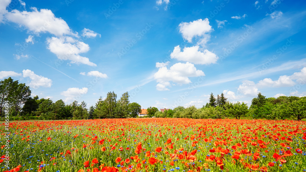 Poppy meadow with the blue sky