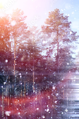 Fototapeta Naklejka Na Ścianę i Meble -  Winter forest on a sunny day. Landscape in the forest on a snowy