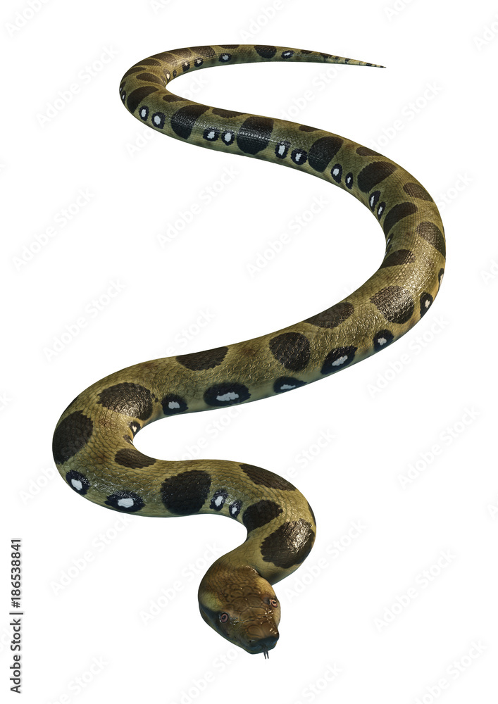 Fototapeta premium 3D Rendering Green Anaconda on White