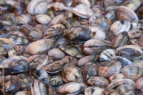 Clams on market stall display