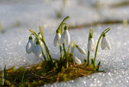 Gentle snowdrops flowering from the snow