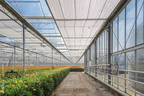 Growing gerberas in a large greenhouse in the Netherlands