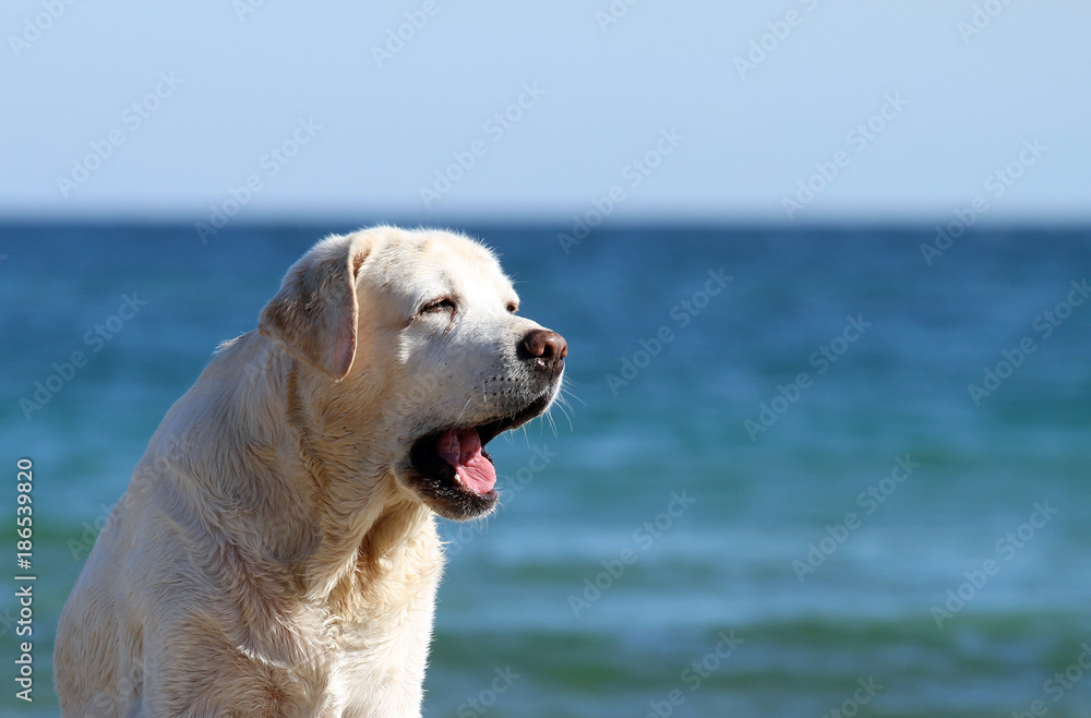 yellow labrador playing at the sea portrait