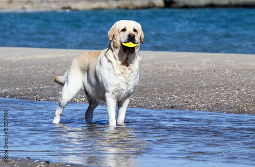 a yellow labrador playing at the sea