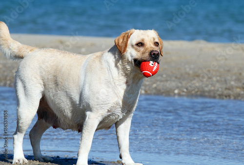 the yellow labrador playing at the sea