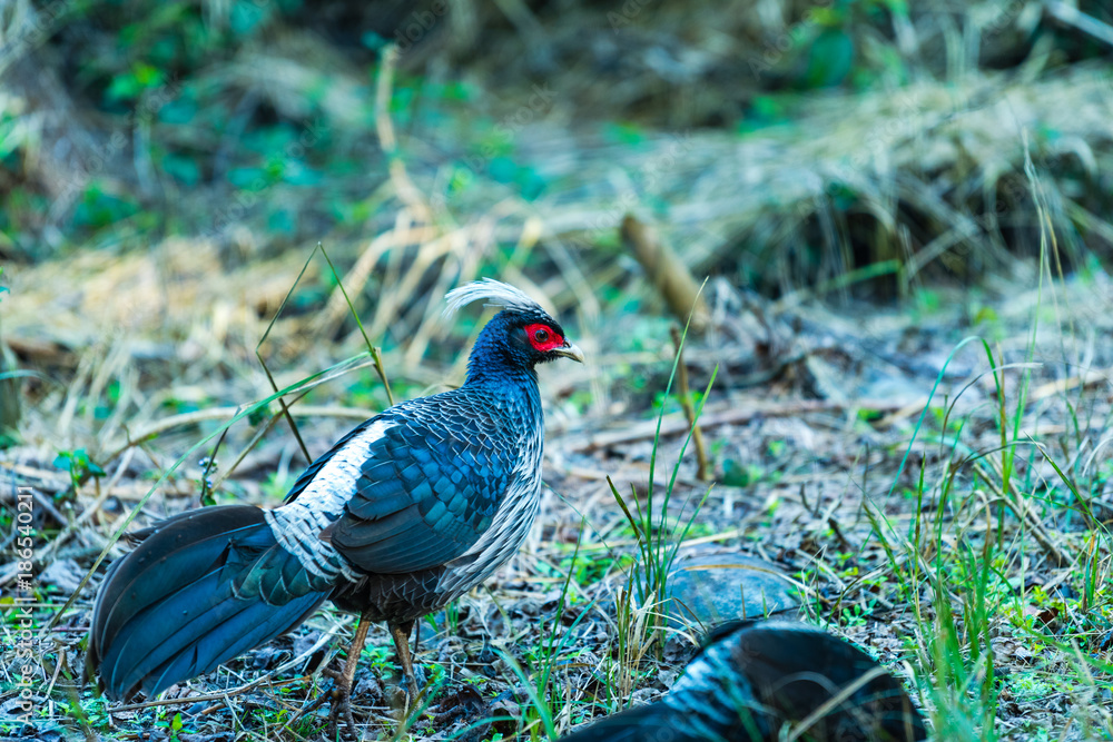 Male Kalij pheasant Male Kalij pheasant