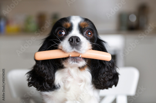 Dog with sausage photo