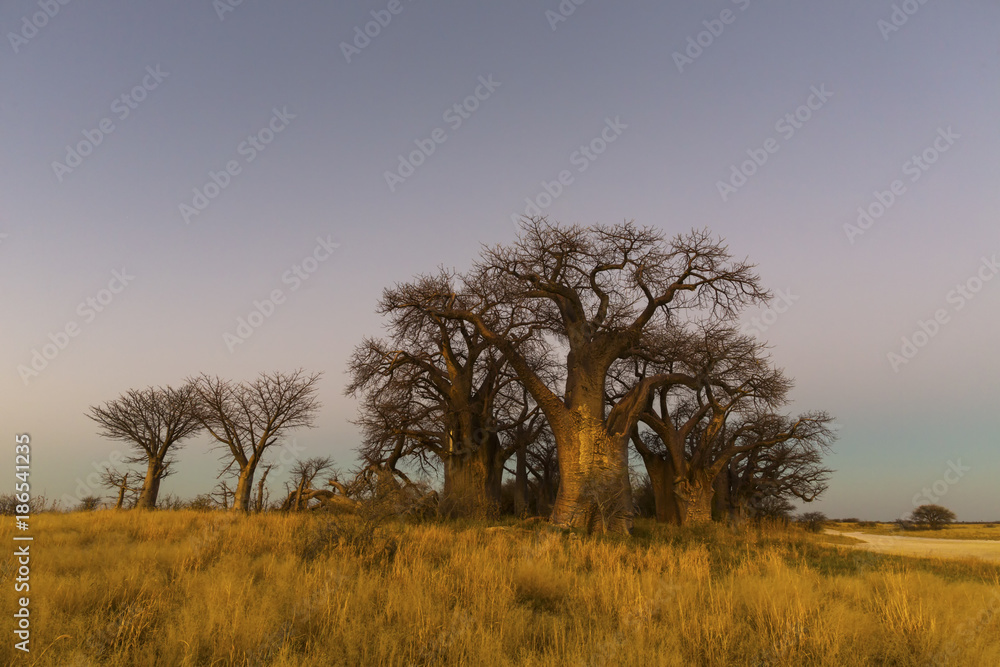 Baines Baobab trees in early morning light Baines Baobab trees in early morning light