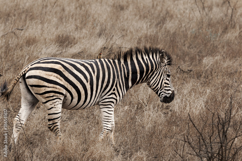 Zebra in Kruger Park South Africa