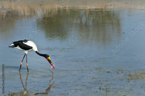 Saddle-billed stork feeding on a snake at waterhole