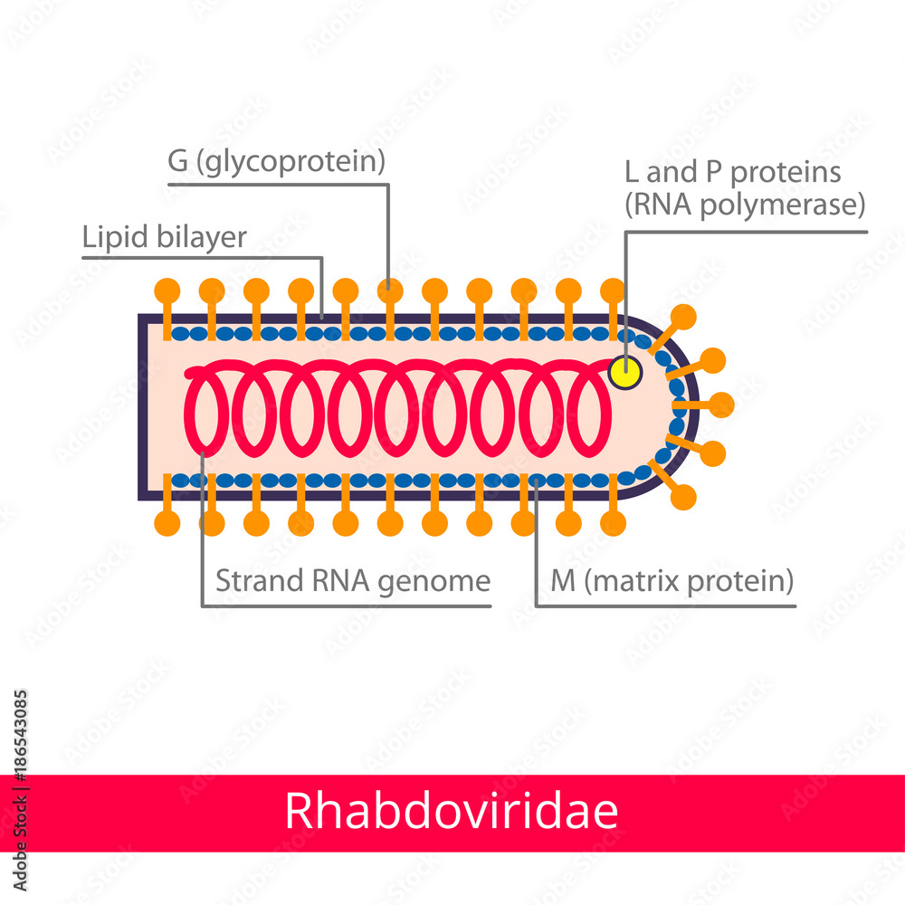 Rhabdoviridae. Classification of viruses. Vector biology icons, medical