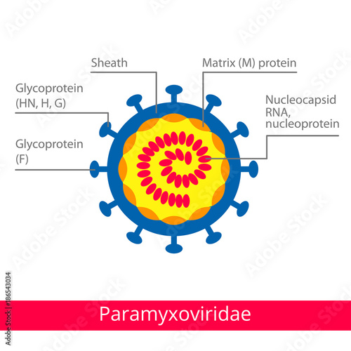Paramyxoviridae. Classification of viruses. Vector biology icons, medical virus icons.