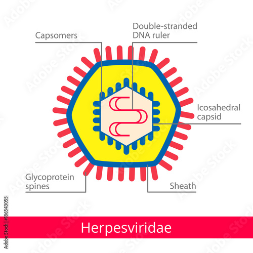 Herpesviridae. Classification of viruses. Vector biology icons, medical virus icons. photo