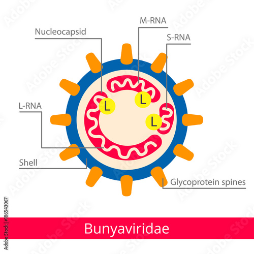 Bunyaviridae. Vector biology icons, medical virus icons.