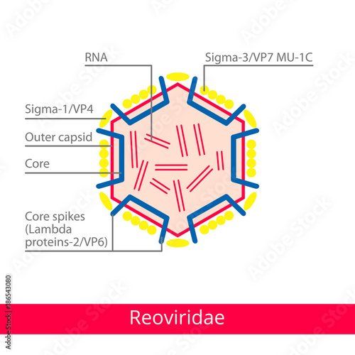 Reoviridae. Classification of viruses. Vector biology icons, medical virus icons.