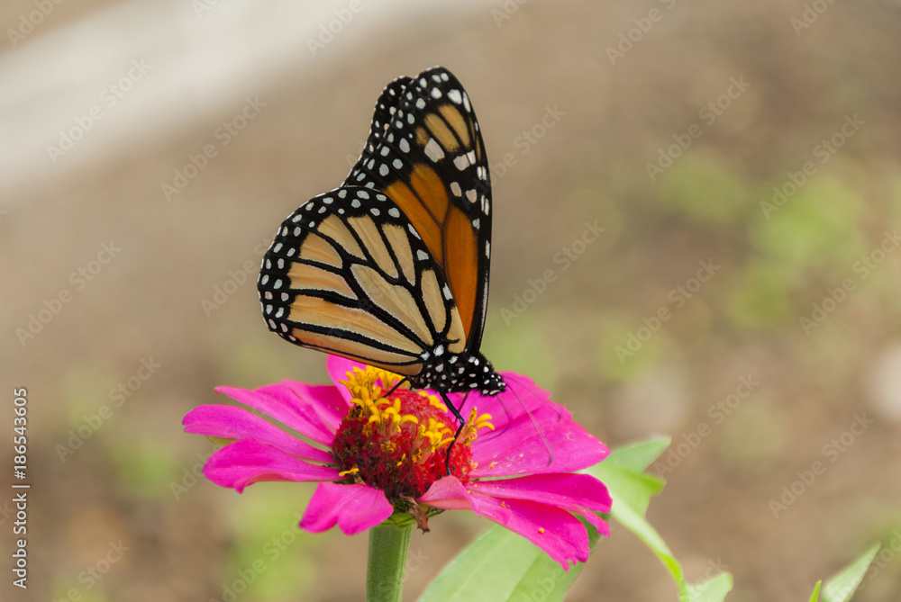 Obraz premium Monarch butterfly detail on flower in tropical area of Guatemala, Central America. Danaus plexippus.