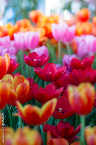 Tulips flowers beautiful bouquet of tulips   colorful flowers  background wallpaper