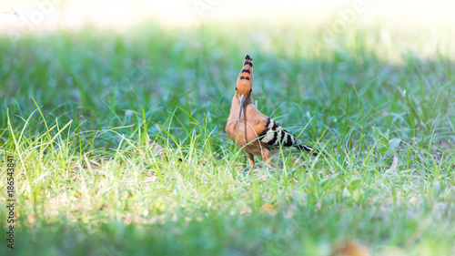 Eurasian hoopoe national bird of Upupidae is are colorful birds found across Afro had crown of feathers and seen in my country.