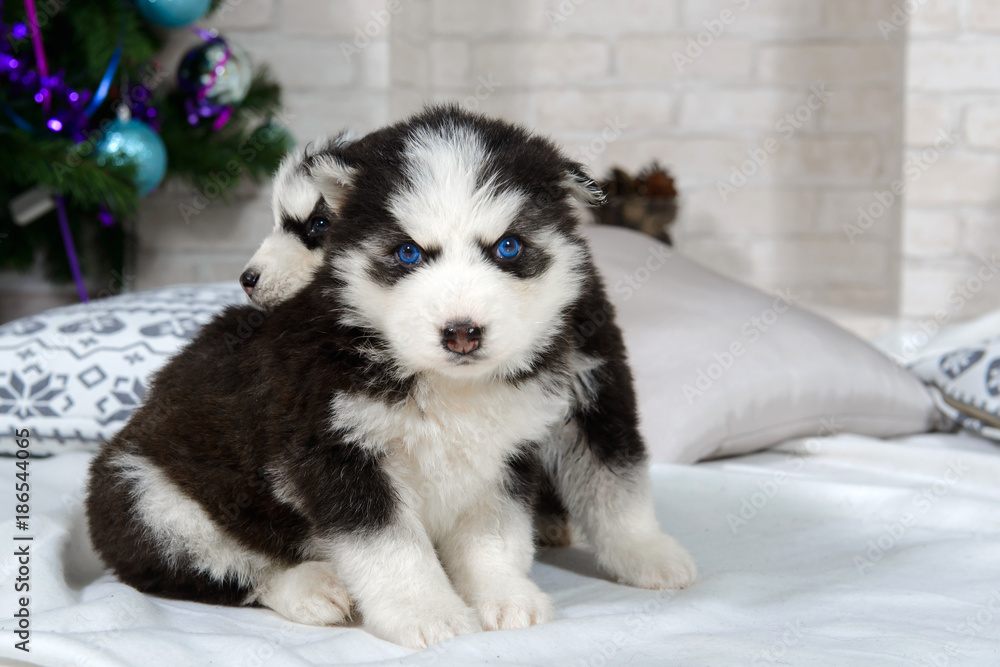 Husky Puppies Near The Christmas Fir Cute Baby Dog With Blue Eyes Pet Man S Best Friend Stock Photo Adobe Stock
