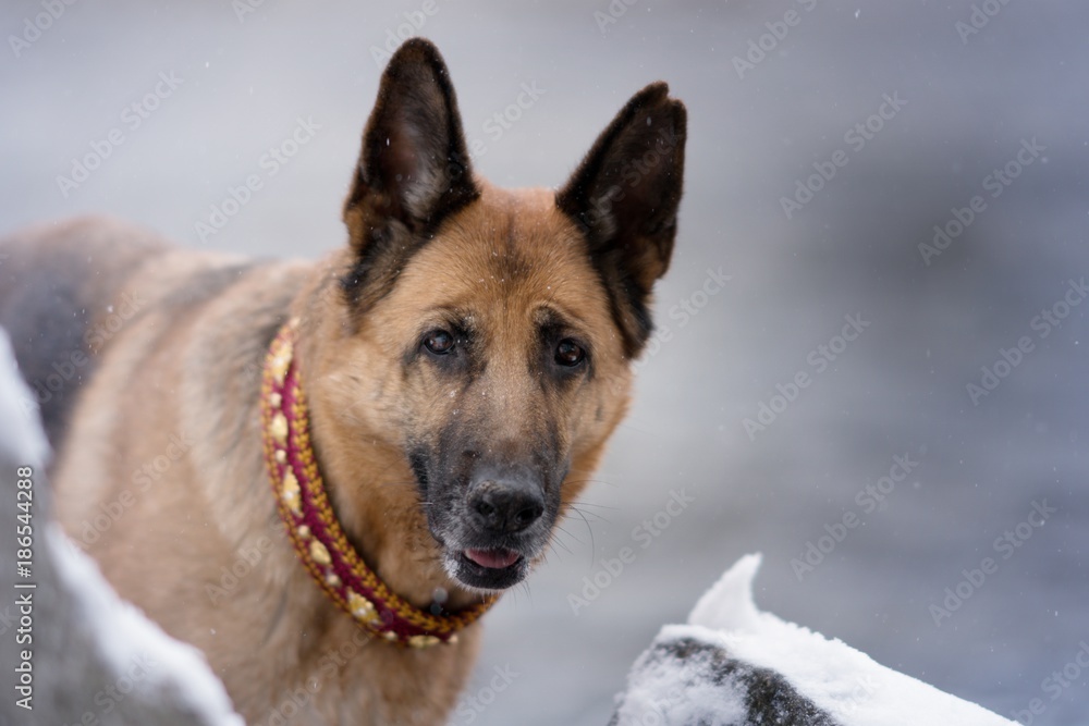 Deutscher Schäferhund im Winter