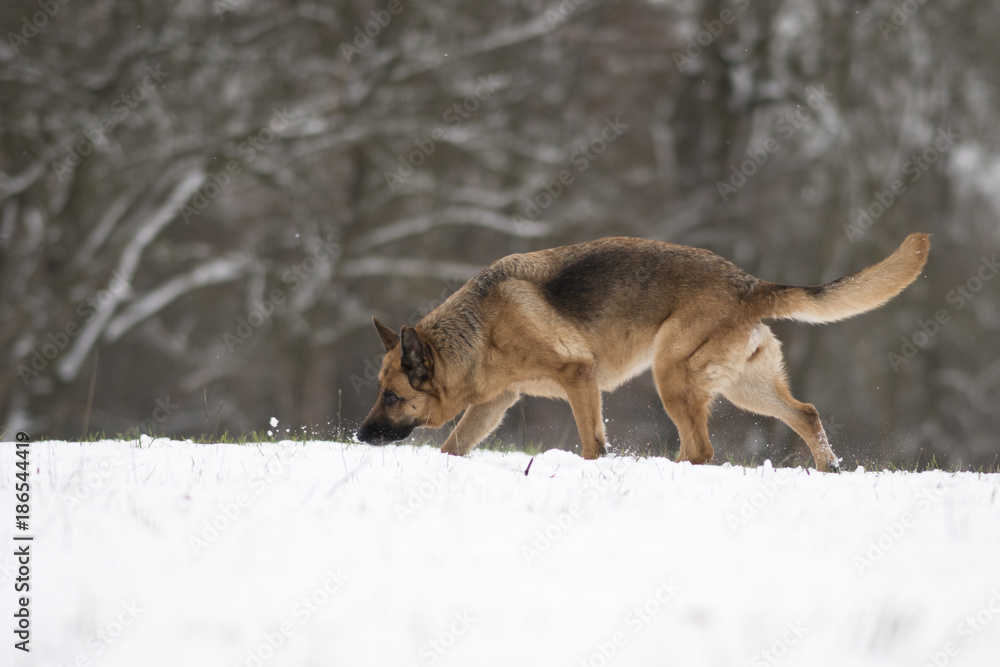 Deutscher Schäferhund im Winter Deutscher Schäferhund im Winter